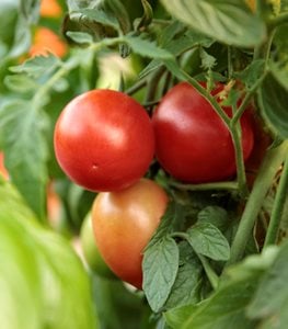 Image of Tomatoes summer garden vegetable