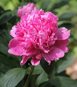 peony