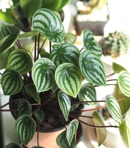 PEPEROMIA PLANT