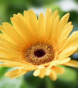 YELLOW GERBERA DAISY