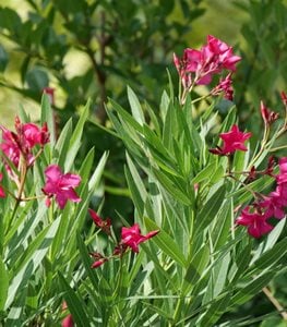 OLEANDER