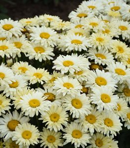 SHASTA DAISY