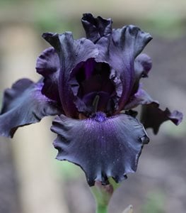‘Black is Black’ bearded iris