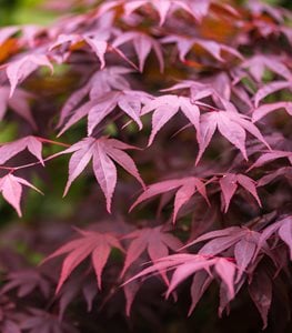 BLOODGOOD JAPANESE MAPLE