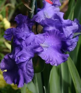 Blue Suede Shoes Iris, Iris Germanica, Blue Iris Flower
Millette Photomedia