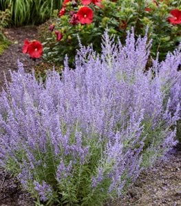 ‘Denim ‘n Lace’ Russian sage