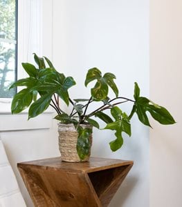 PRISMACOLOR FLORIDA GREEN PHILODENDRON