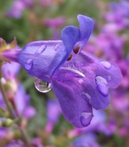 FOOTHILL PENSTEMON