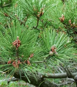Japanese Black Pine