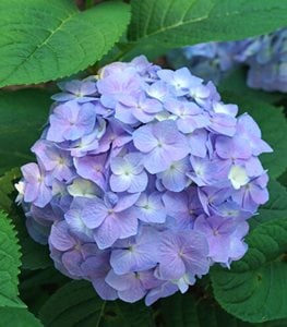 LET'S DANCE SKY VIEW® HYDRANGEA