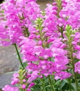 'AUTUMN CARNIVAL' OBEDIENT PLANT