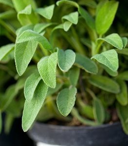 Sage Plant, Salvia Officinalis
Shutterstock.com
New York, NY