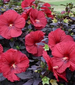 SUMMERIFIC HOLY GRAIL ROSE MALLOW