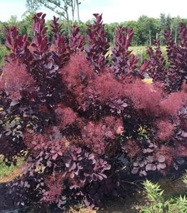 WINECRAFT BLACK® SMOKE BUSH