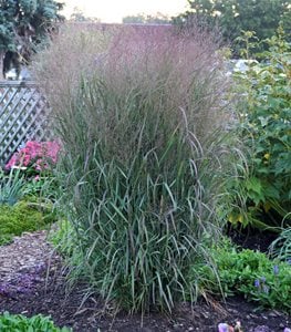 Prairie Winds® 'Apache Rose' switchgrass