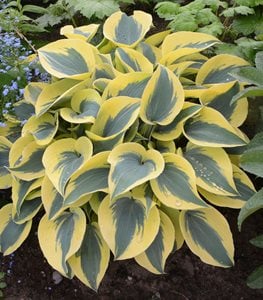Shadowland® 'Autumn Frost' hosta