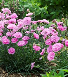 Fruit Punch® 'Sweetie Pie' dianthus