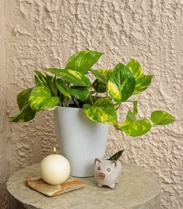 Beautifall® Summer Nights™ Pothos