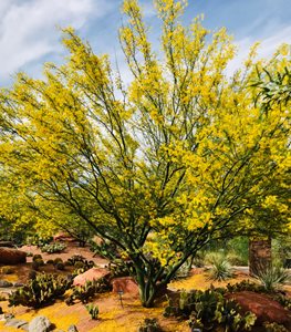 Blue Palo Verde Tree