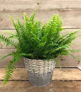 BOSTON FERN
