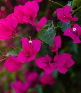 BOUGAINVILLEA