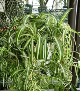 SPIDER PLANT