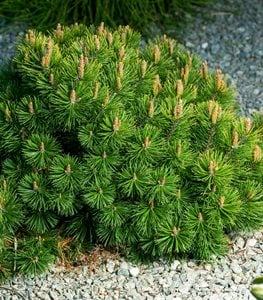 DWARF MOUNTAIN PINE