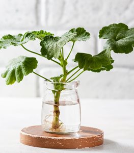Geranium growing in water