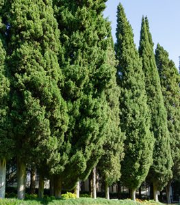 ITALIAN CYPRESS