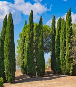 ITALIAN CYPRESS TREE