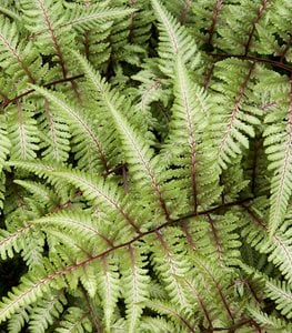 JAPANESE PAINTED FERN