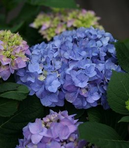 LET'S DANCE RHYTHMIC BLUE® HYDRANGEA