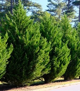 LEYLAND CYPRESS TREE
