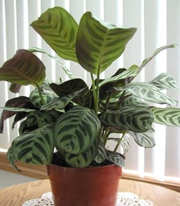 PRAYER PLANT
