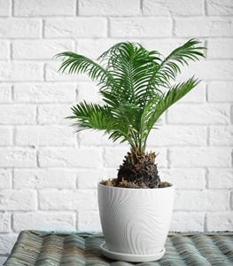 Sago palm