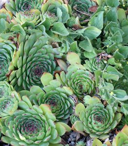 HENS AND CHICKS