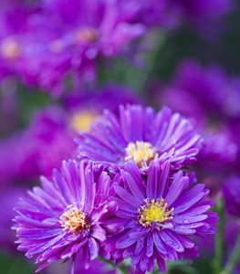 ASTER