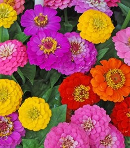 Zinnias