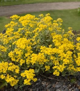 BASKET OF GOLD PLANT