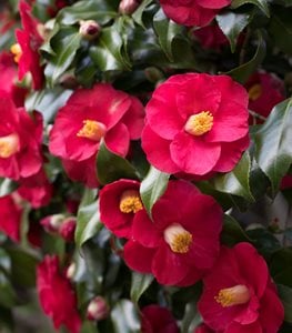 Camellia flowers