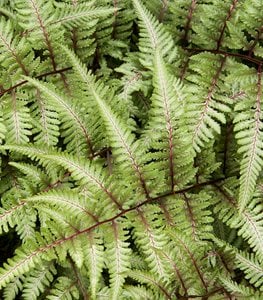 Japanese Painted Fern