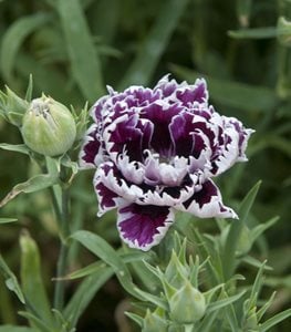 Velvet and Lace Dianthus