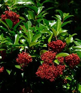 Viburnum Awabuki ‘chindo’, Chindo Viburnum, Sweet Viburnum
Alamy Stock Photo
Brooklyn, NY