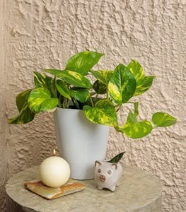 Beautifall® Summer Nights™ POTHOS