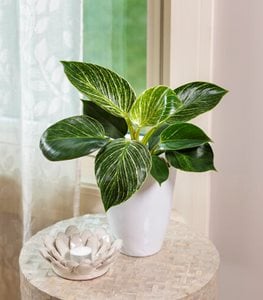 Prismacolor™ Birkin philodendron