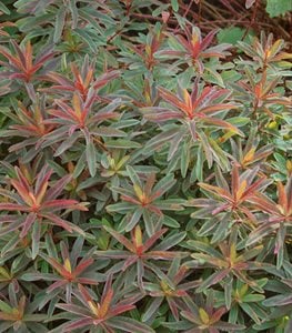 'Bonfire' spurge