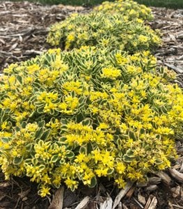 Rock 'N Low™ 'Boogie Woogie' sedum