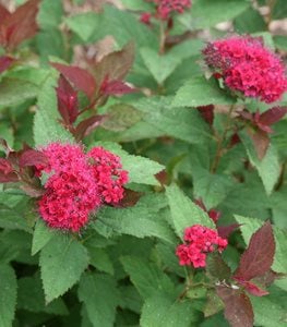 DOUBLE PLAY DOOZIE SPIREA