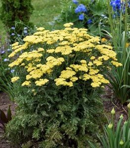 'Firefly Sunshine' yarrow