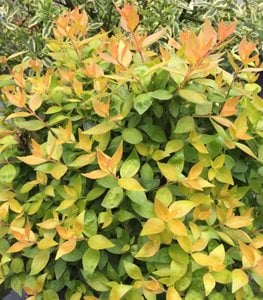 Funshine® abelia